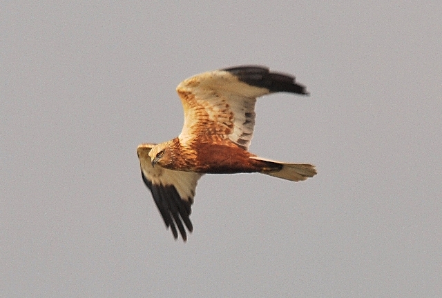 Falco di palude